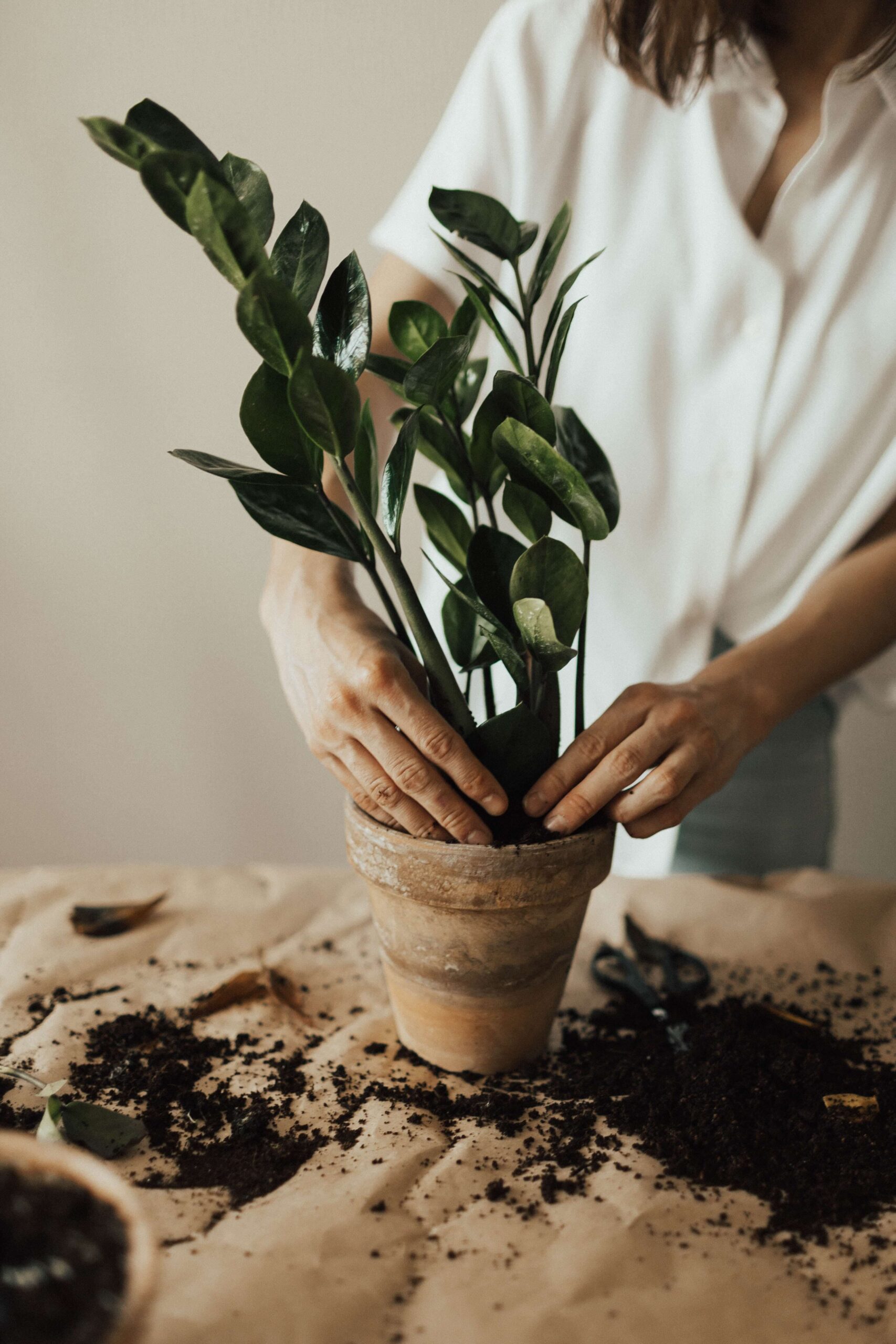 an indoor plant being potted